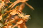 Yellow fringed orchid